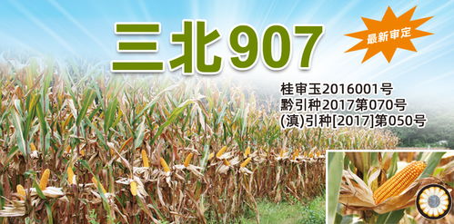 三北種業(yè) 以玉米種子為核心，引領(lǐng)農(nóng)業(yè)高產(chǎn)栽培新時(shí)代